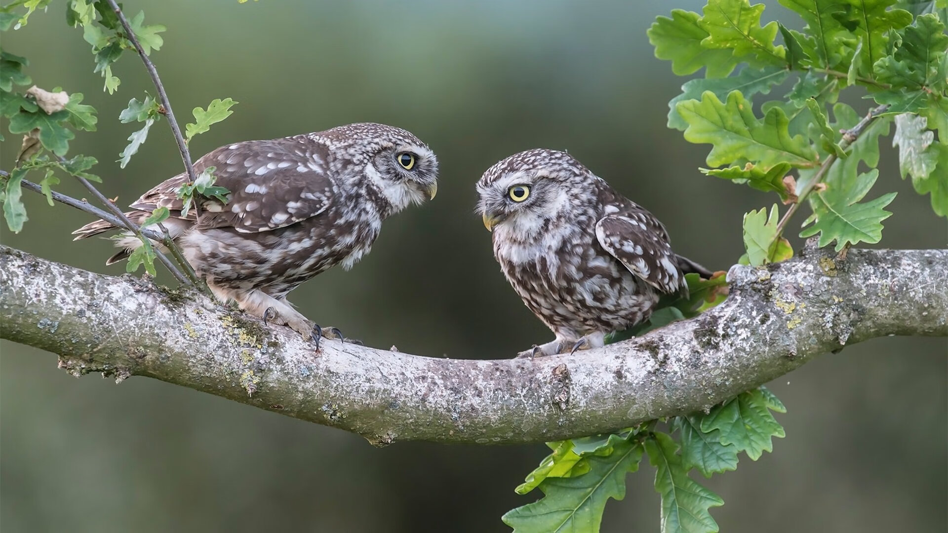 乐鱼体育平台官网-边路爆点选手能否改变五大联赛进攻格局,边路爆点选手能否改变五大联赛进攻格局的方向